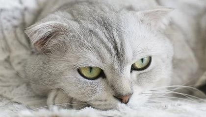 开云电竞赛事-法国男篮在奥运热身赛中取得连胜，法国男篮在奥运热身赛中取得连胜次数